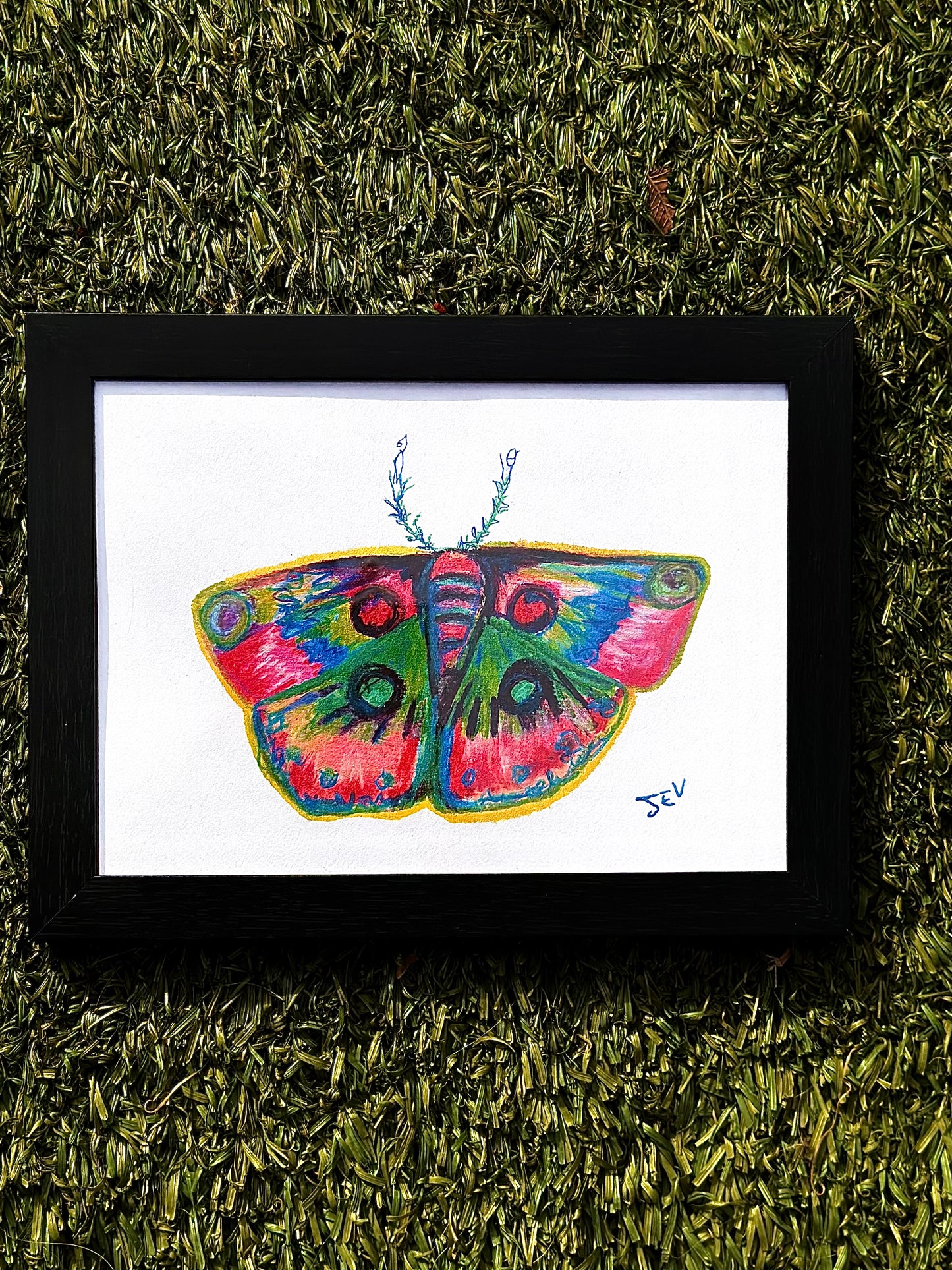 Color Moth