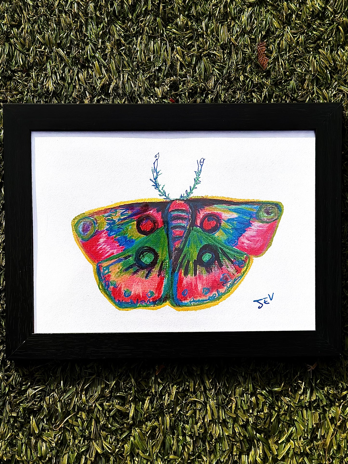 Color Moth